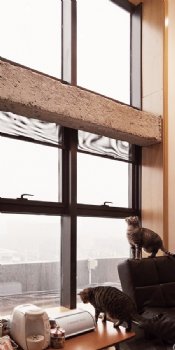 擁陽光與貓，享歲月靜好現代客廳裝修圖片